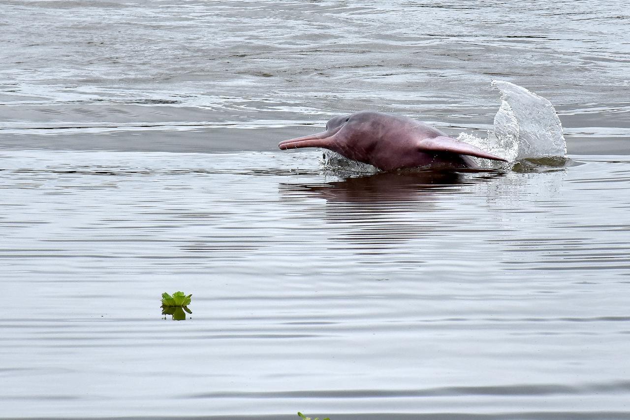 Yaku Amazon Lodge & Expeditions Paraiso Ngoại thất bức ảnh