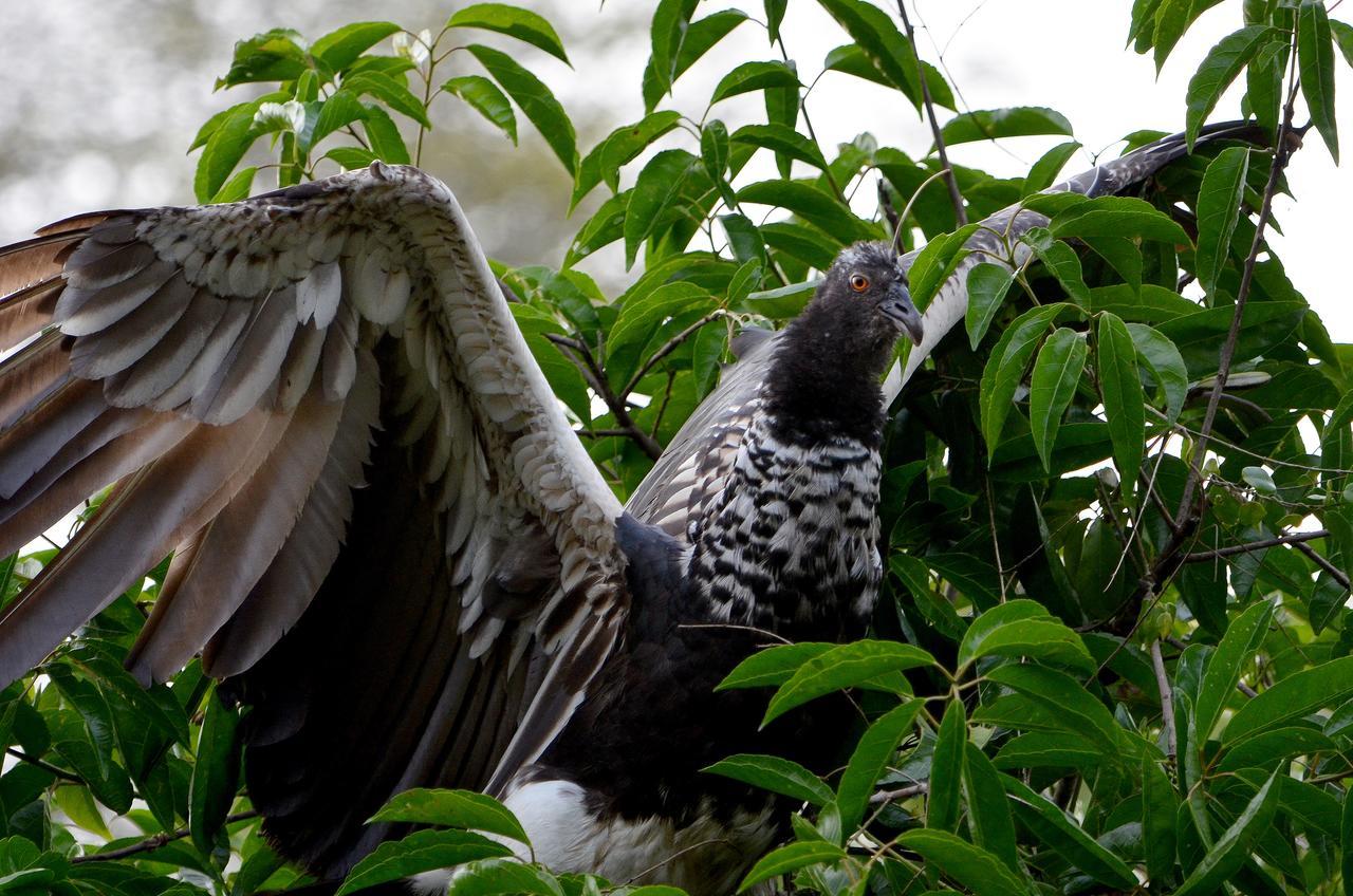Yaku Amazon Lodge & Expeditions Paraiso Ngoại thất bức ảnh