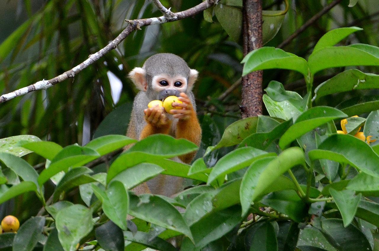 Yaku Amazon Lodge & Expeditions Paraiso Ngoại thất bức ảnh